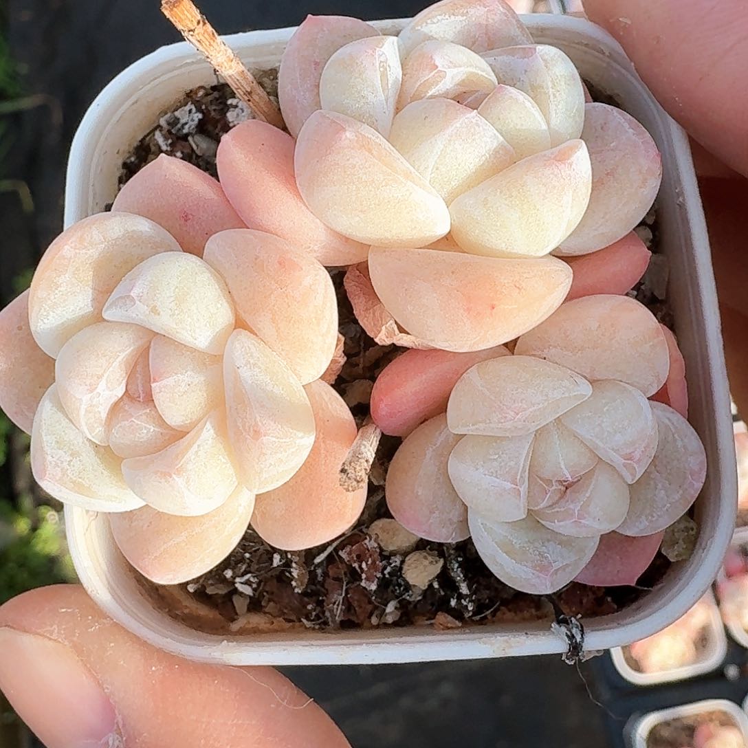 白底冰玉群生3头粗腿