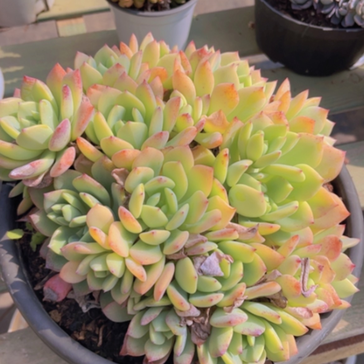 【闪购商品】柚子茶2289