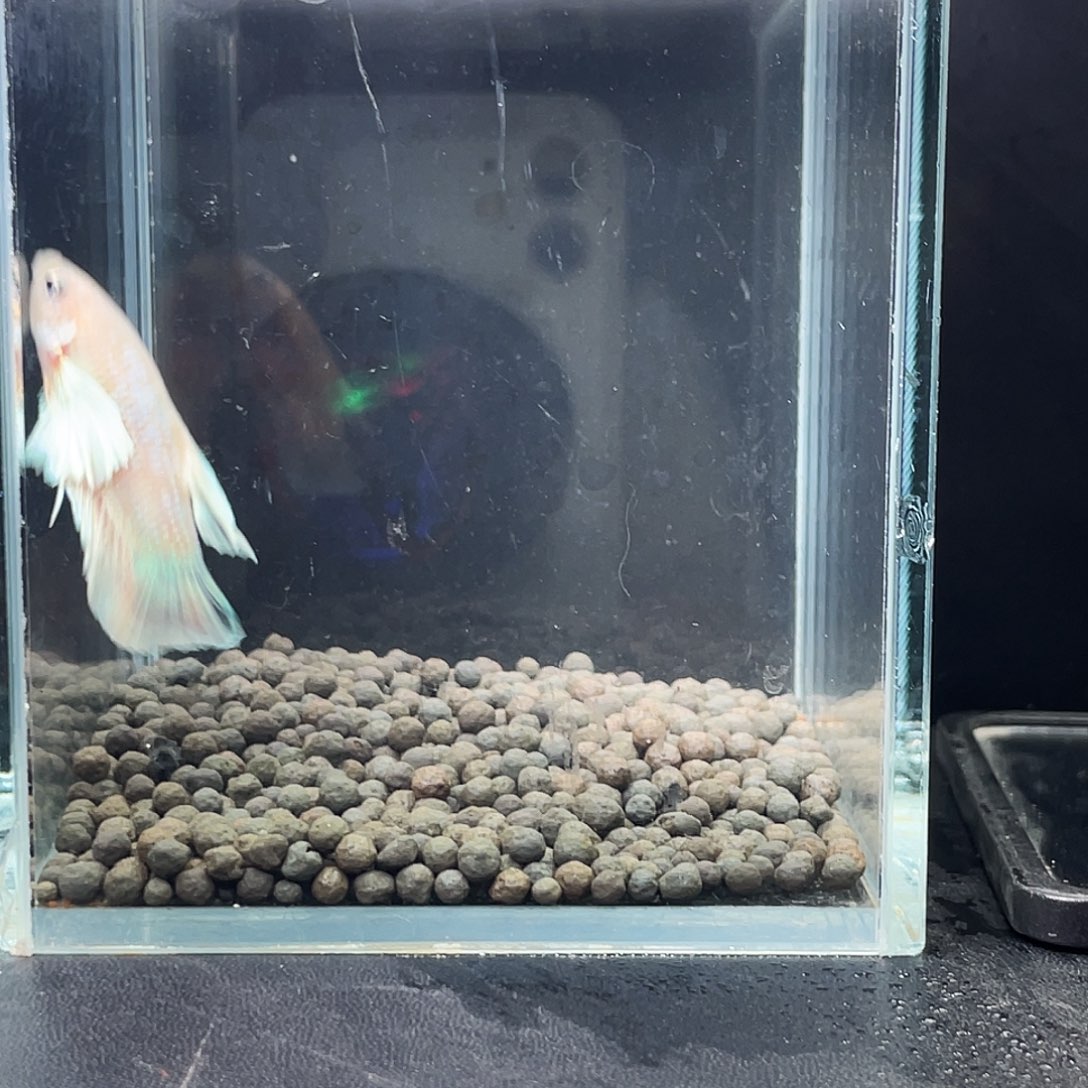 斗鱼56号97早绣球