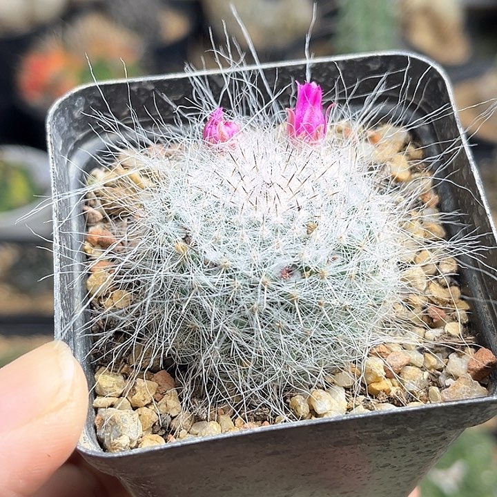 长毛雪猿玉翁实生球3.9公分