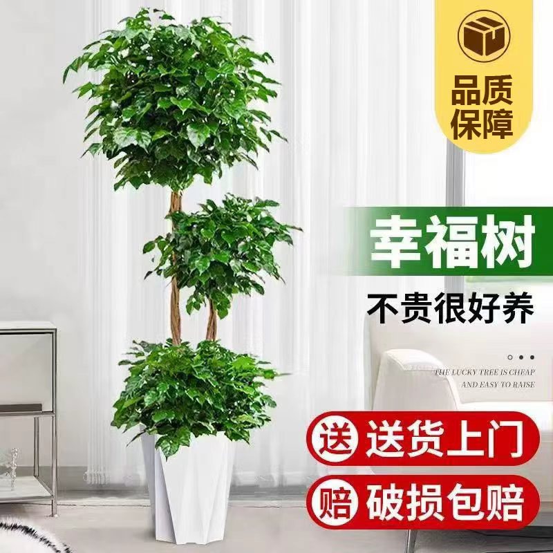 老桩三层造型幸福树室内耐阴大盆栽绿宝办公室客厅净化空气吸甲醛