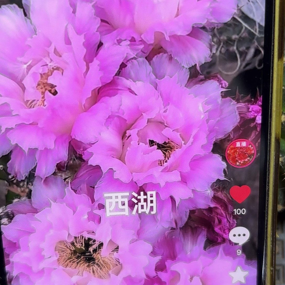 新粉洛彩侧牙20包邮仙人球15