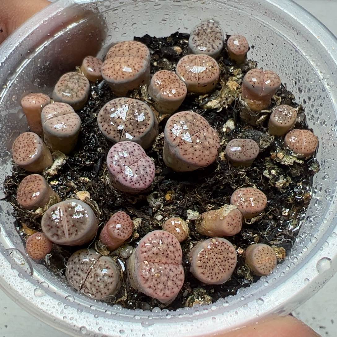 【闪购商品】 424。    