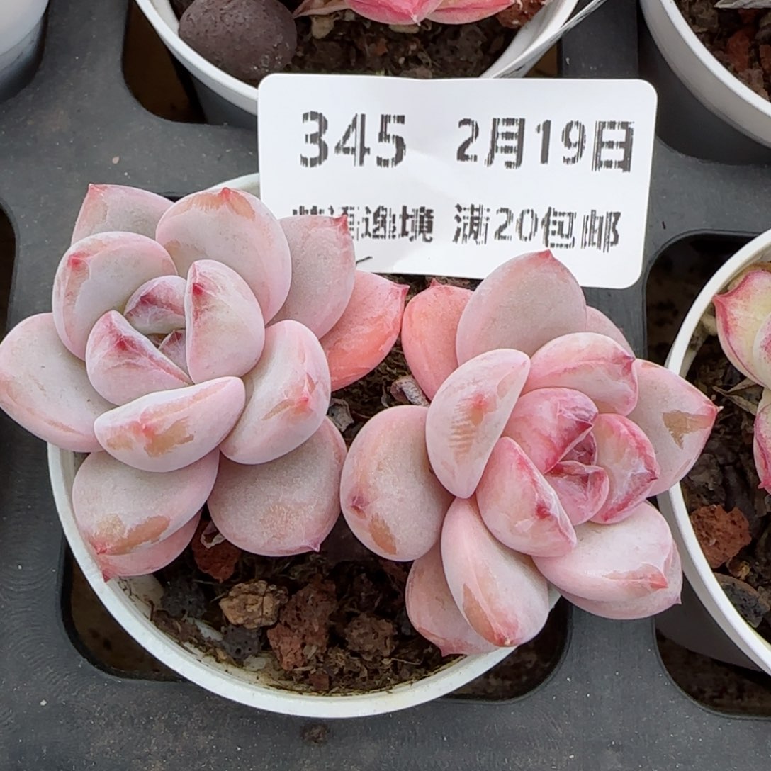 花语逸境0219-345