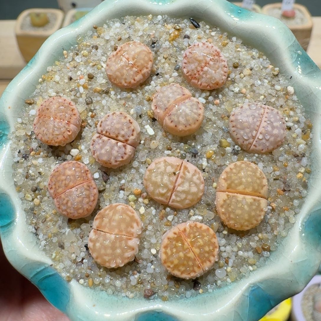 红陶蘑菇1212饼干