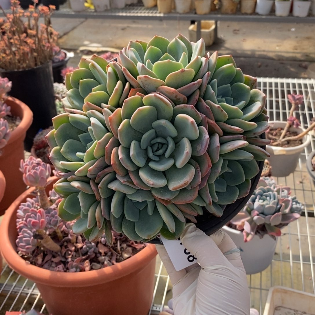 768冷橙手捧一物一拍