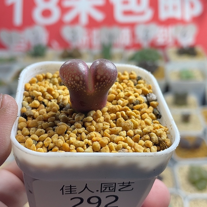 家人园艺多肉生石花风铃292