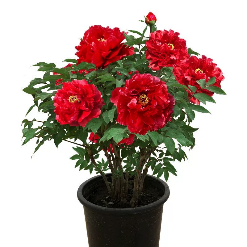 牡丹花苗嫁接苗耐寒盆栽绿植花卉易养活庭院阳台