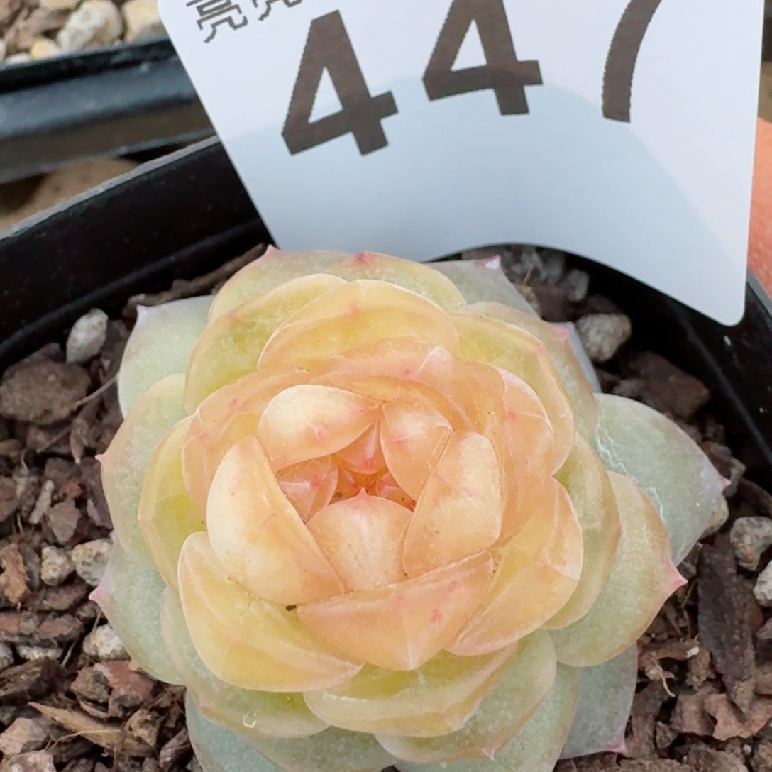 黄桃         精品多肉