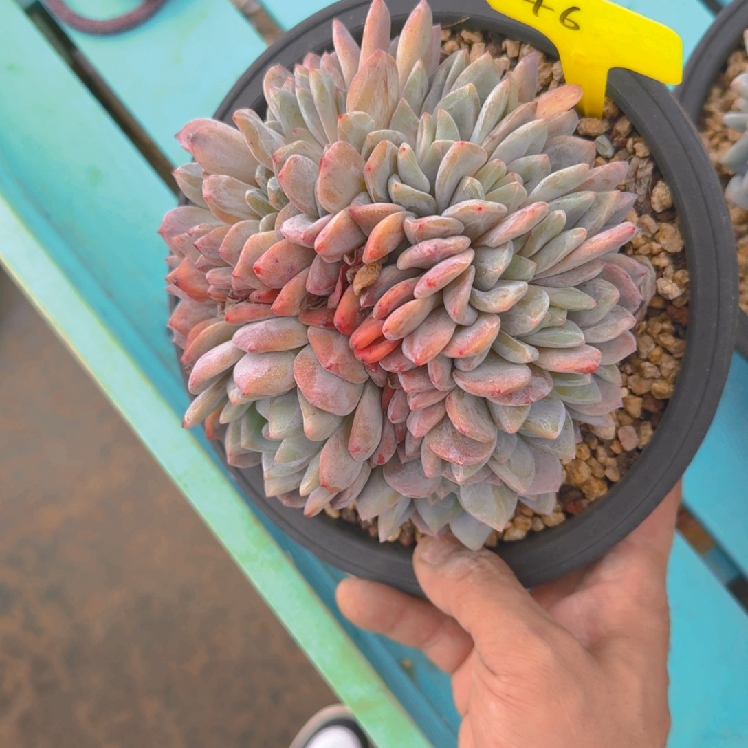 46号多肉1111111111