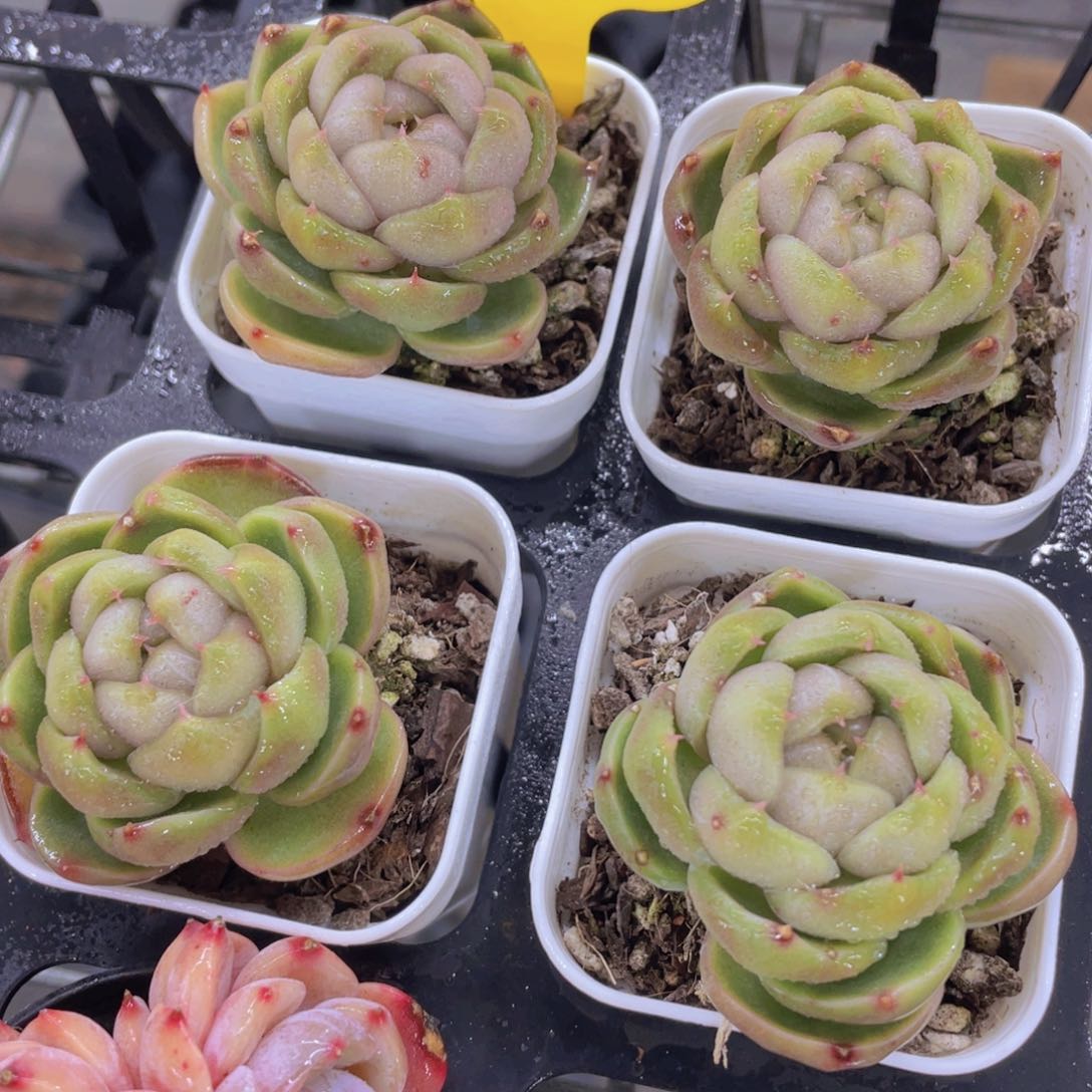 254号皮埃拉珍妮单头一个