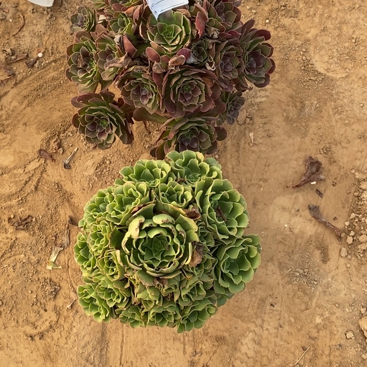 完全开放566组合套餐多肉植物