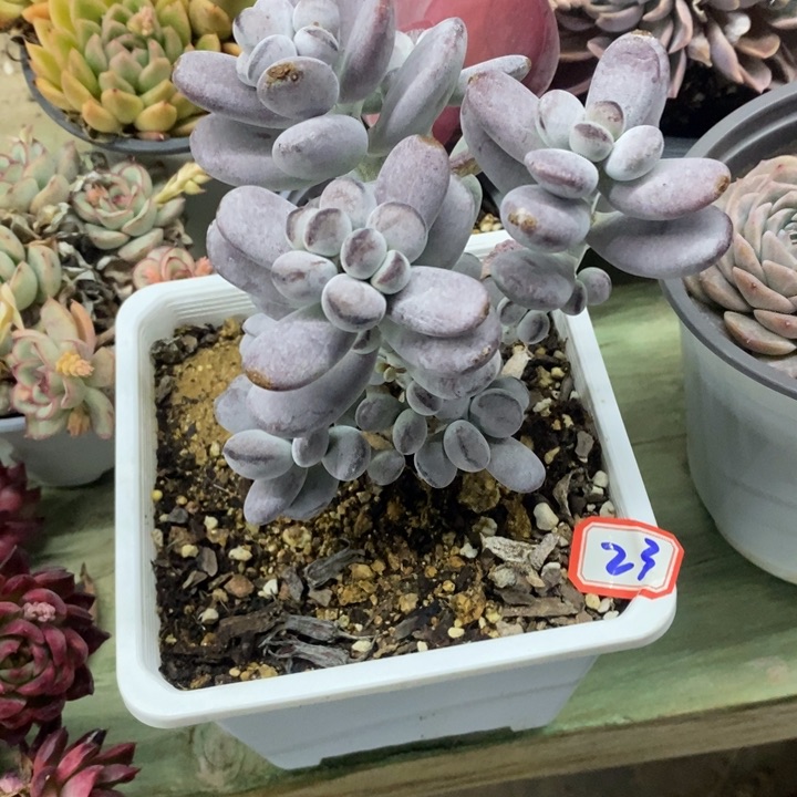 ?****?乒乓福娘多肉23