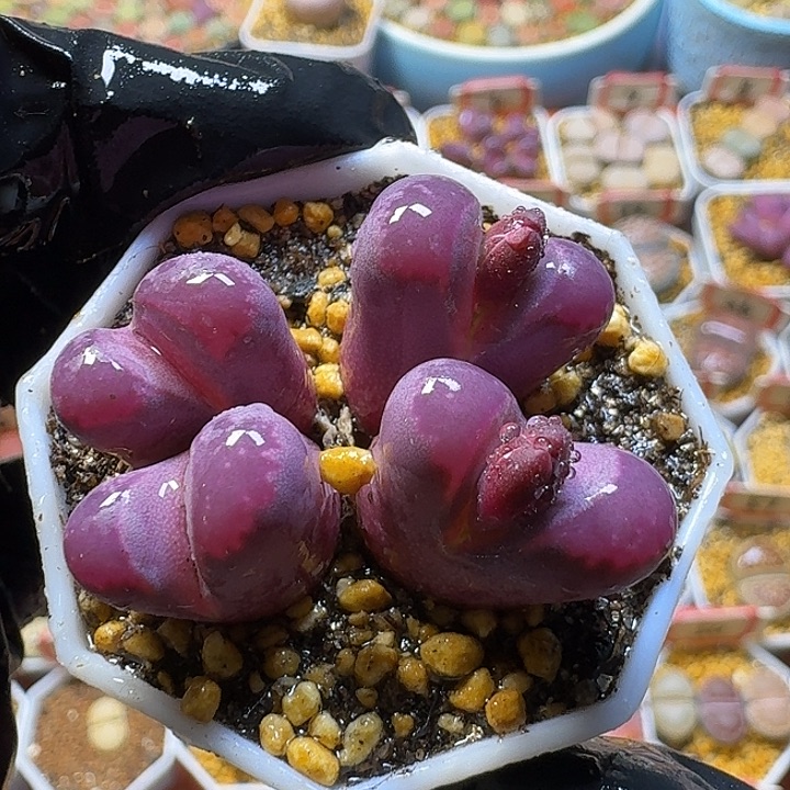 生石花2:：：。在。 38号