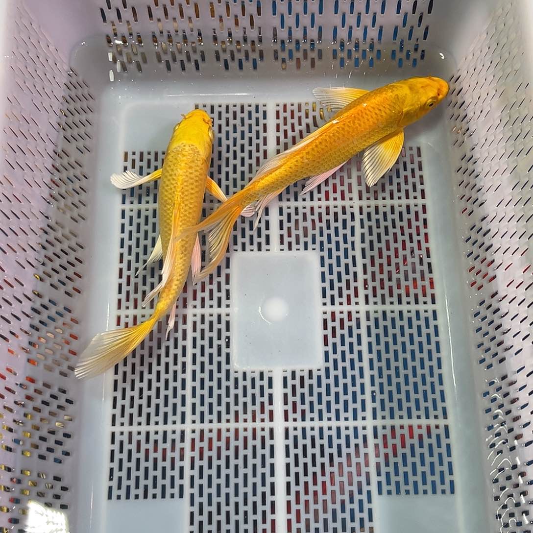 锦鲤好养耐活冷水鱼混搭锦鲤