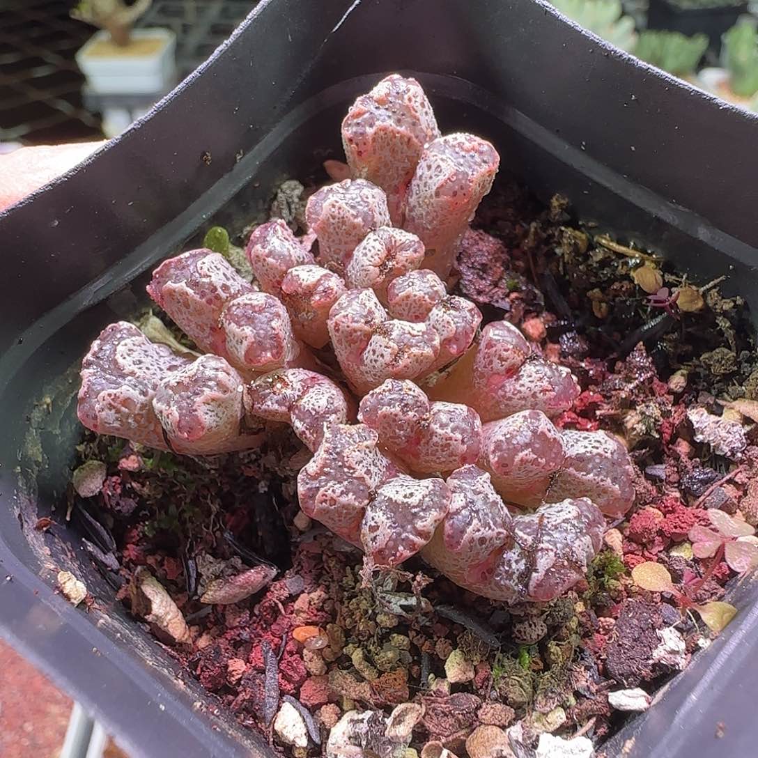 粉勋章特价。        115