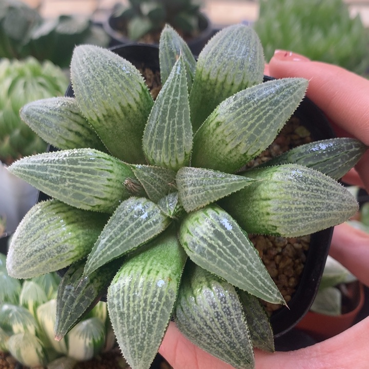 10号实生寿一物一拍