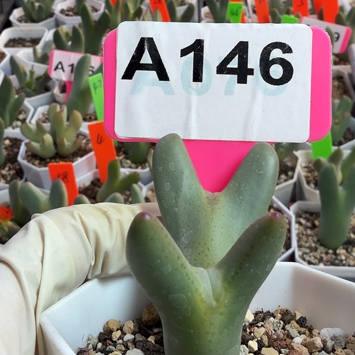 146mmmmnnnnnnnbbnnnnnnn