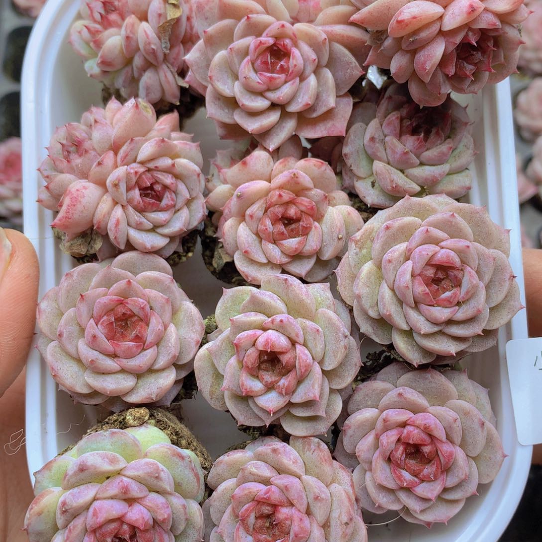 我要去看你了啊我023