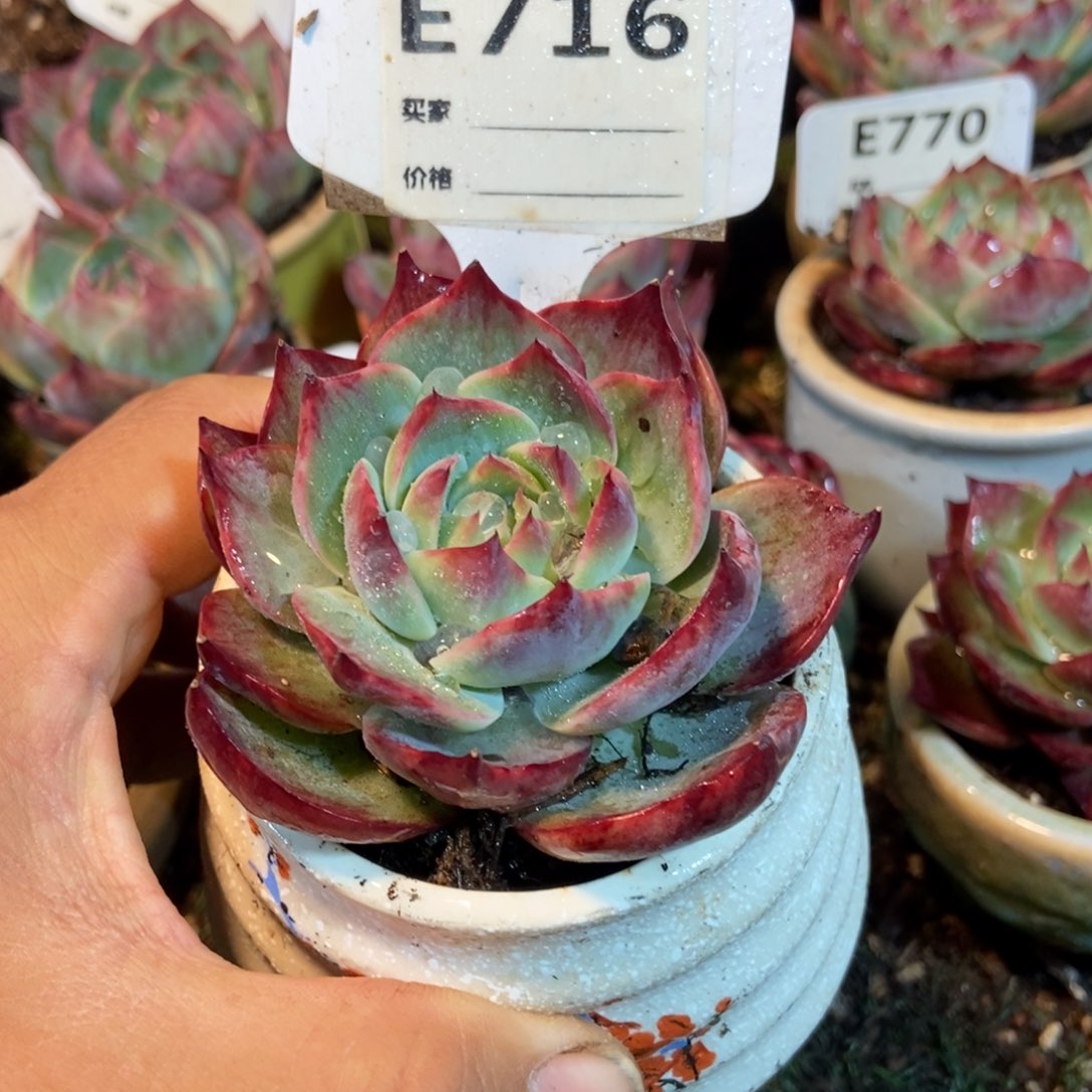 惊鸿一瞥716号楼多肉