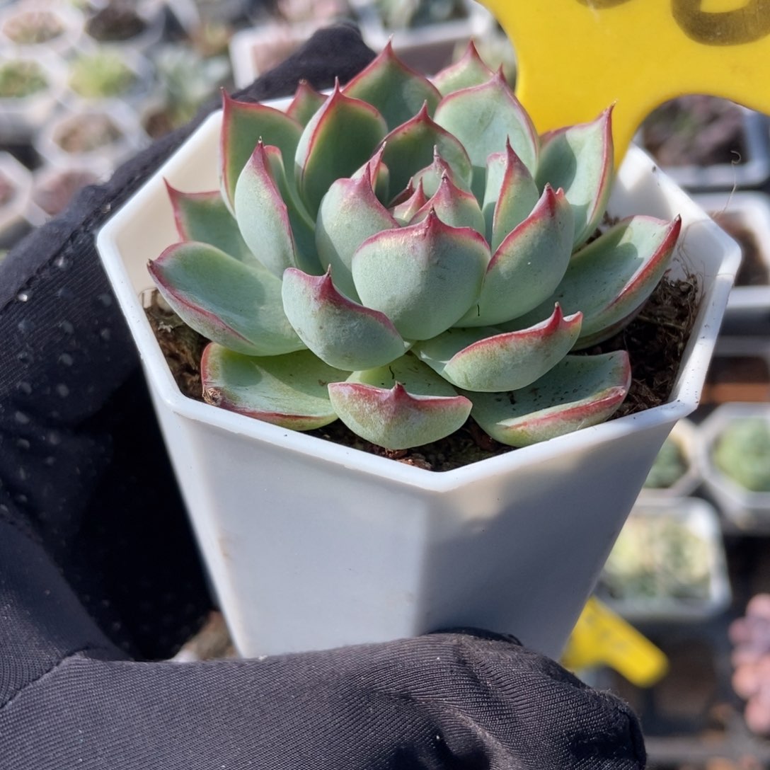 556勾魂仙子多肉植物