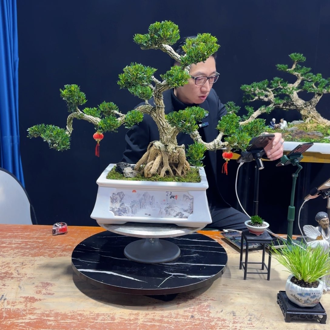 黄杨室内室外盆景艺术