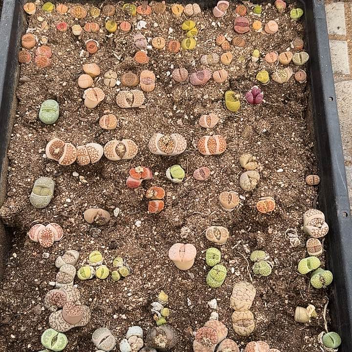 生石花1111。    319