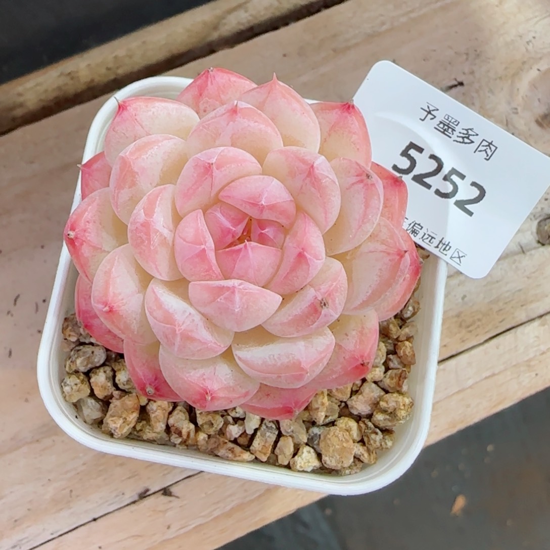 美心，5252多肉植物
