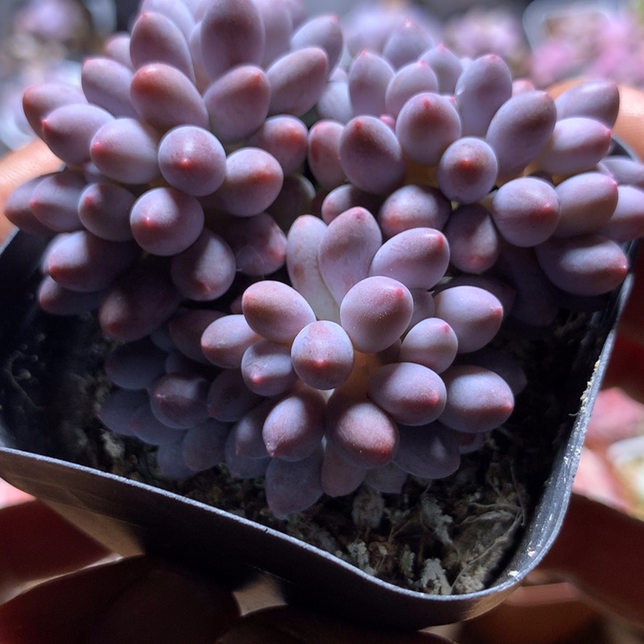 婴儿手指一物一拍