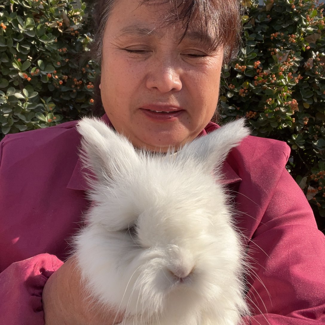 糯***团宠物兔英系安哥拉兔