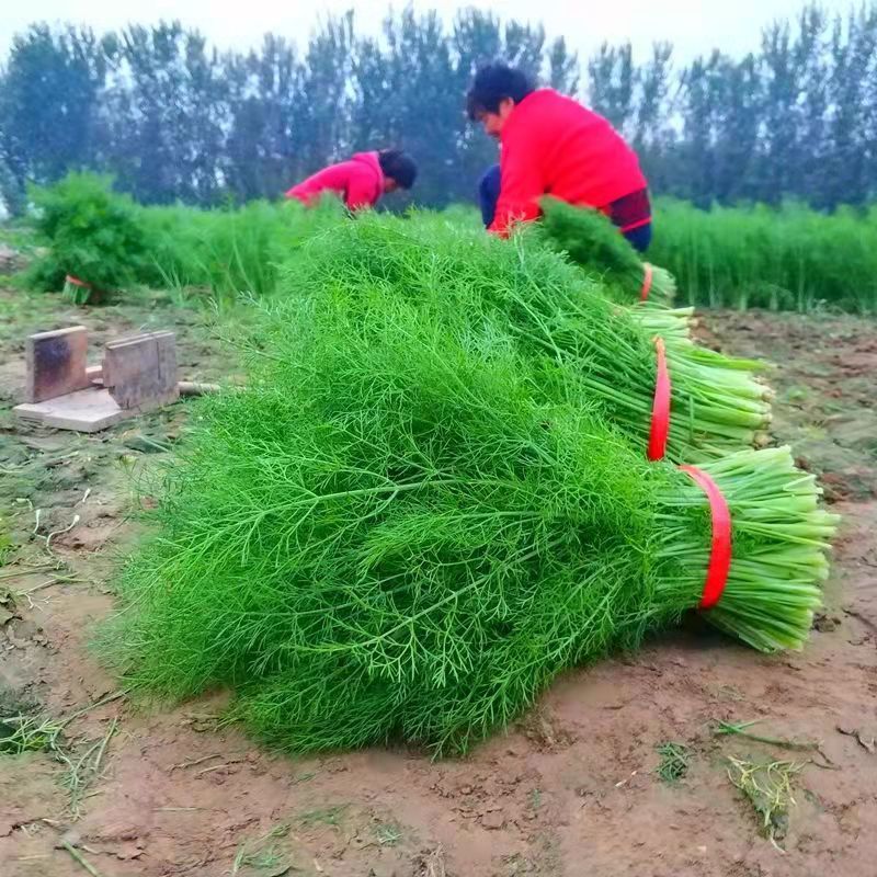 新鲜茴香菜露天农家现挖现发时令蔬菜山东鲜嫩不带根茴香