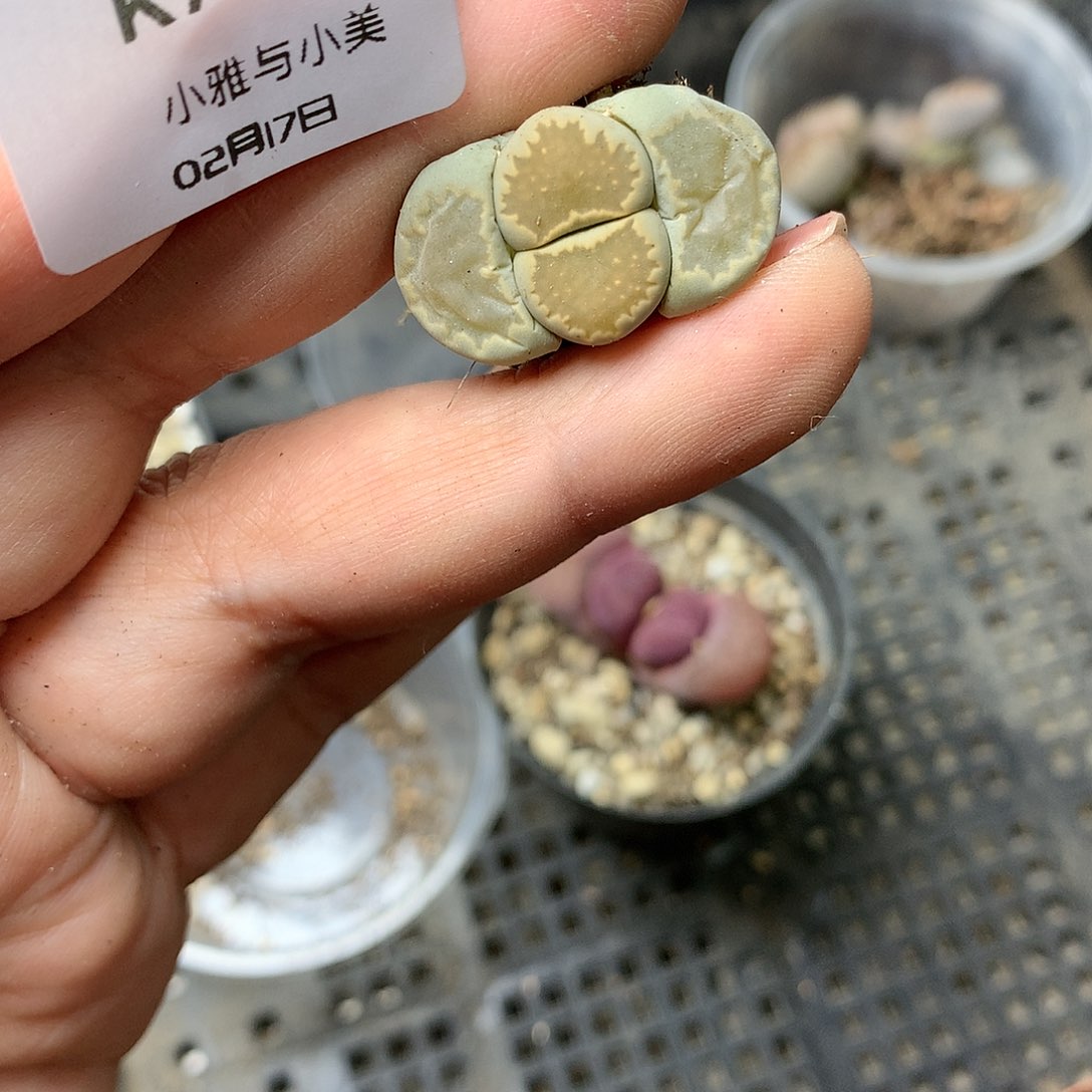 K798多肉植物保护研究所