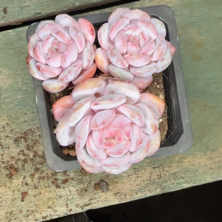 带盆带土一颗好看的橙梦露