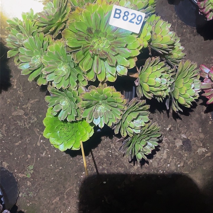 多肉法师829号粉黛变异发货