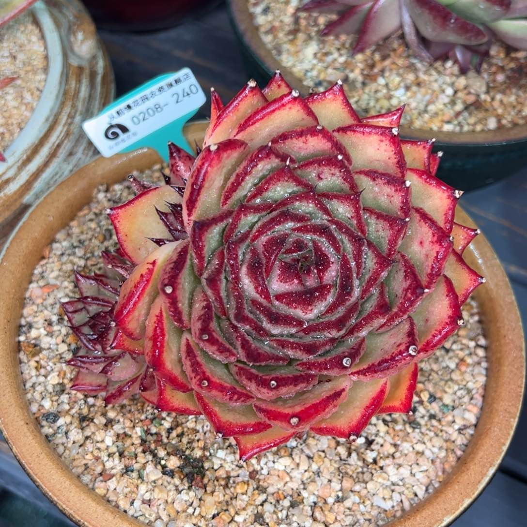 从前慢多肉精选编号0208.240