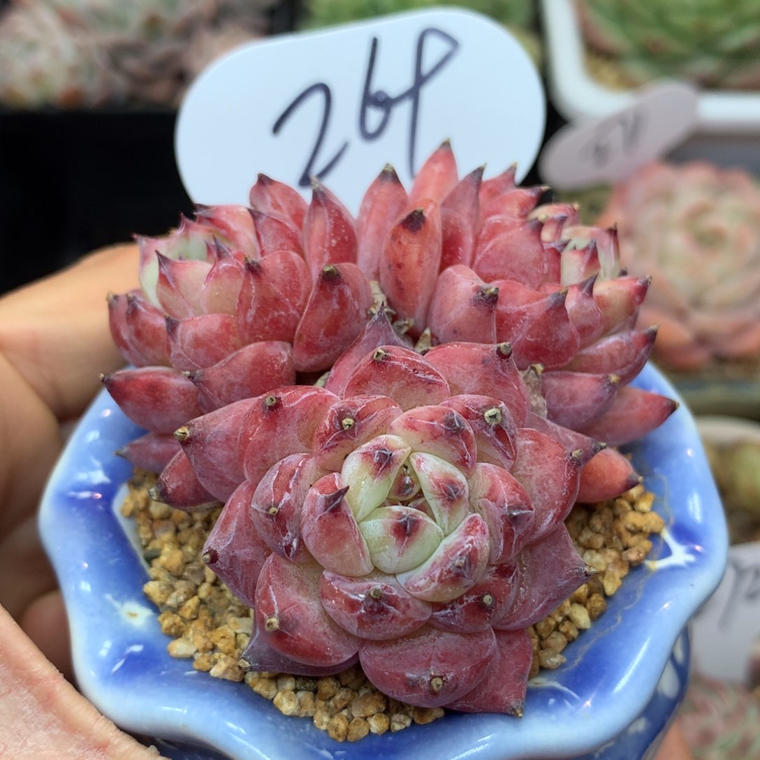 糖心老桩群269多肉