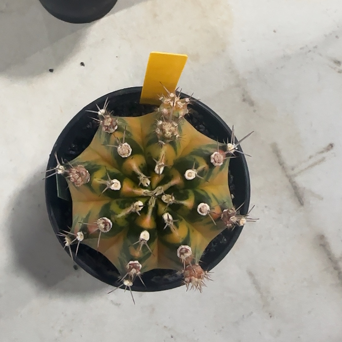 ****ʔL795-1225泰国发货