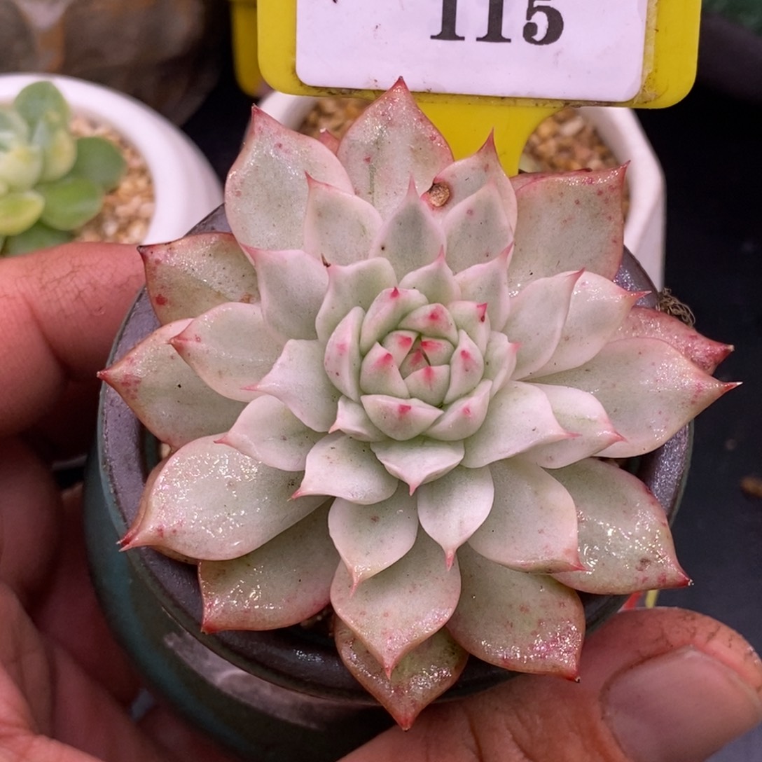 8115白富轮锦，棱镜白锦