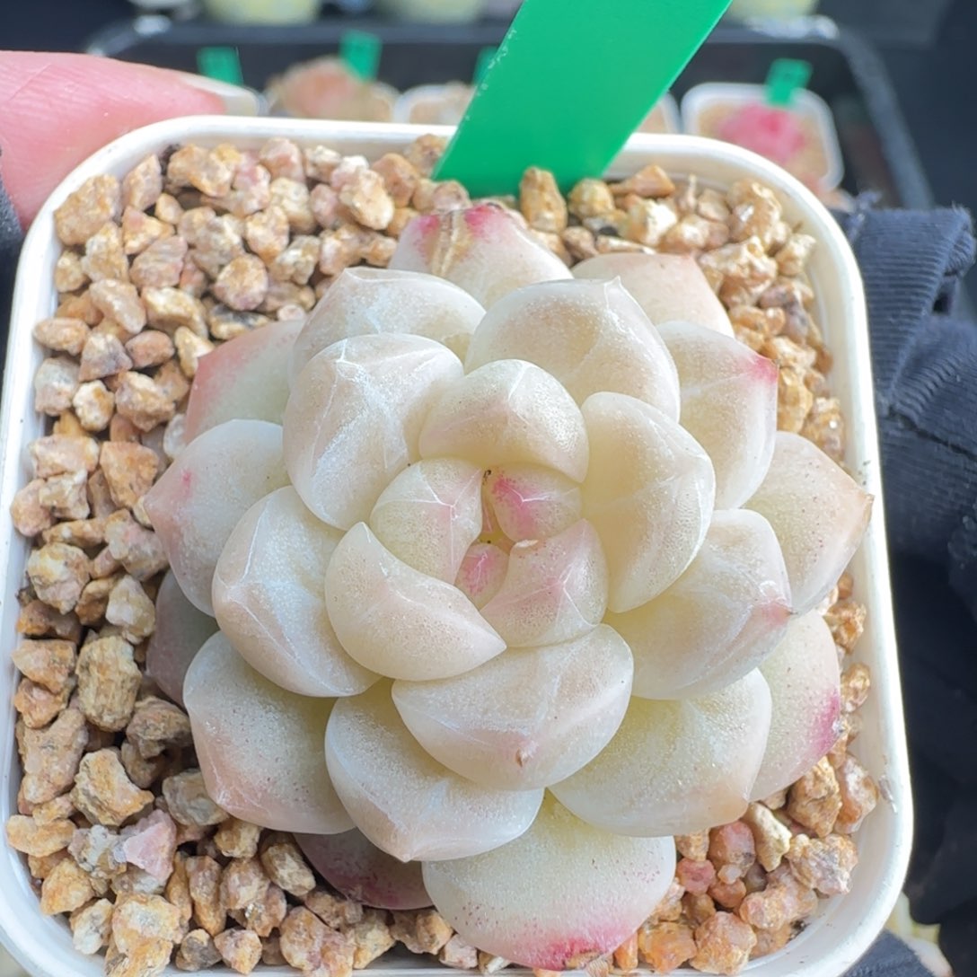 多肉148    糖心   5厘米盆