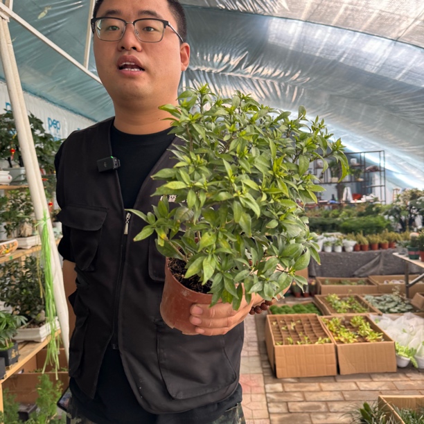 风车茉莉原盆1盆好看