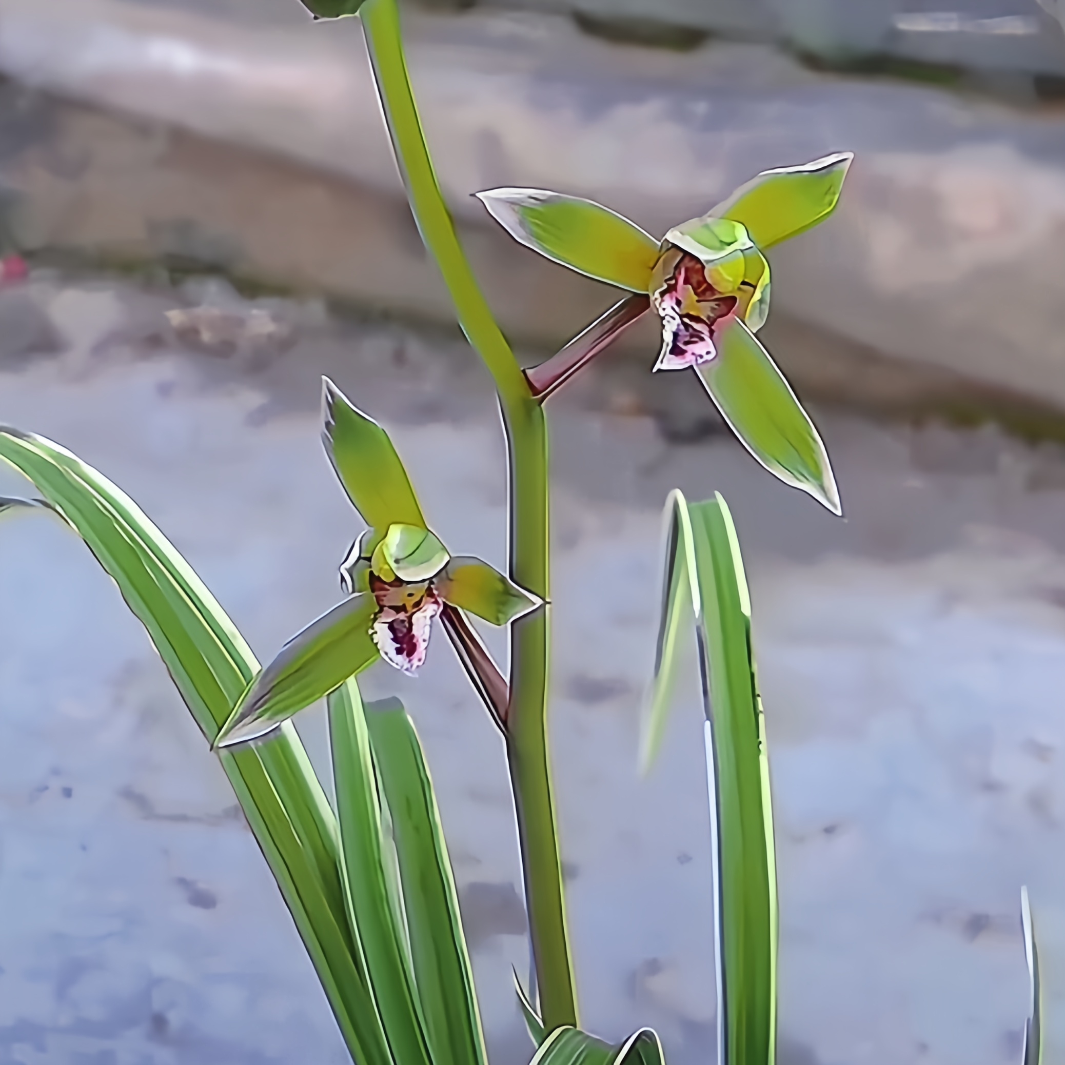 【蕙兰雪覆轮边草】蕙兰正品花艺双全高山自然苗无温室不加温兰草