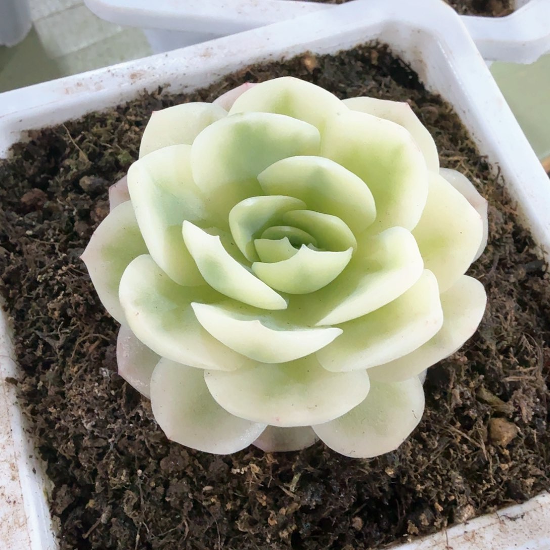 贝瑞  锦上园艺一物一拍