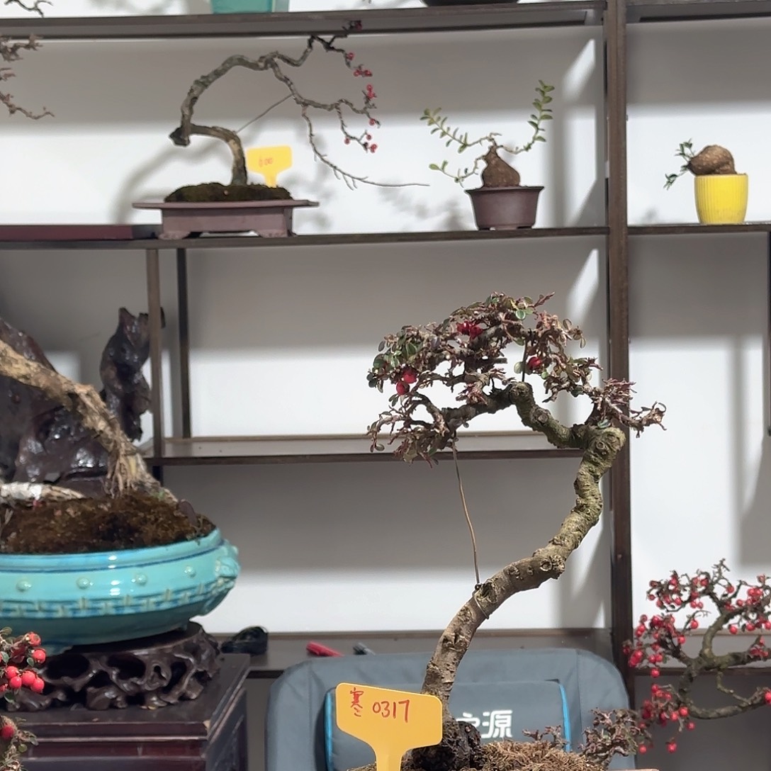 寒***钓当前无花朵，栽培后可花朵