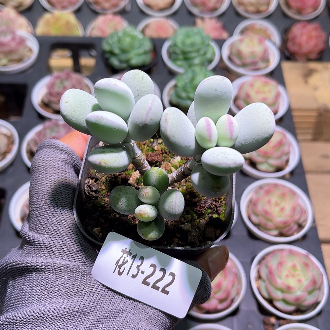 花13-222乒乓福娘