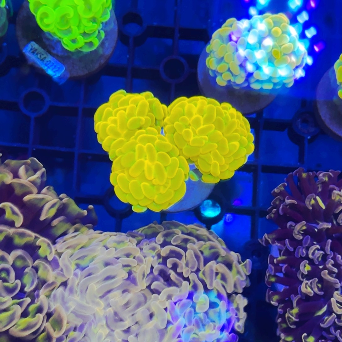 ****t纽扣珊瑚圣杯金豆子