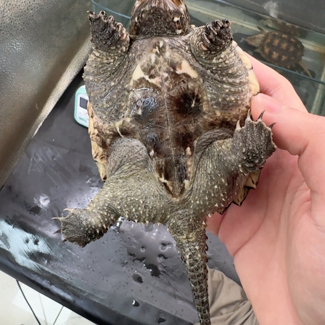 宠物龟不分公母111