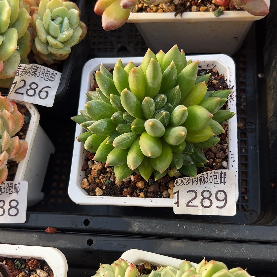 多肉一物一拍植物1289