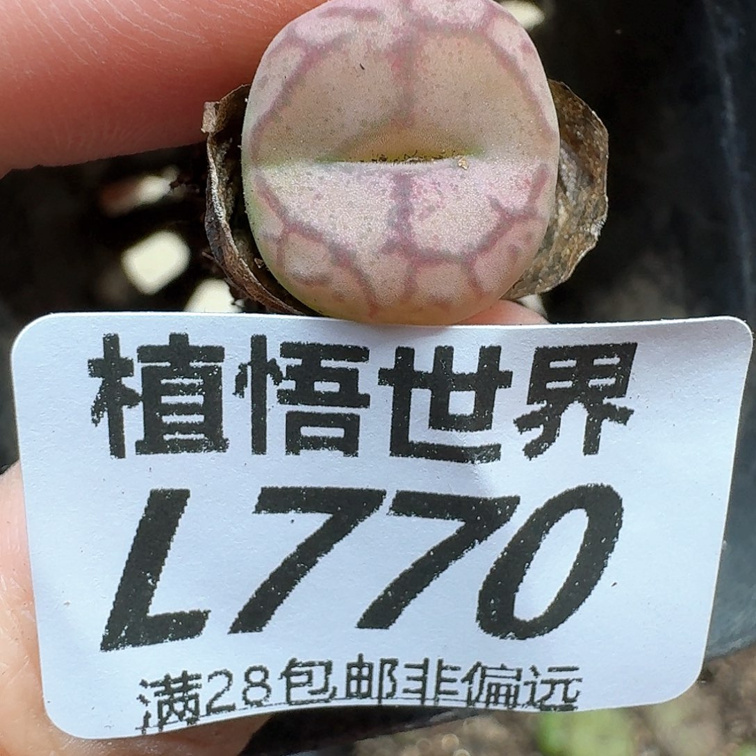 多肉植物的人生历程f