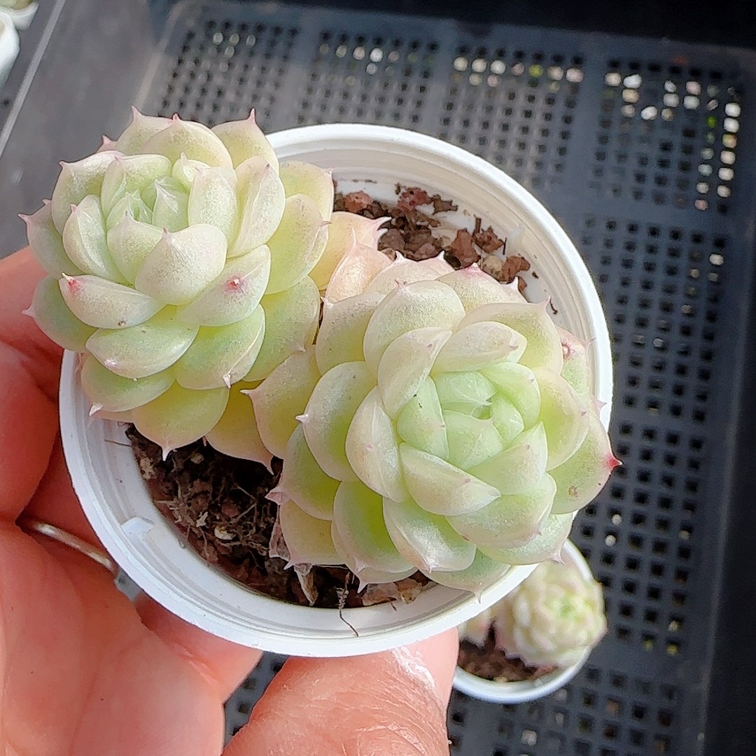 -***‘1231-11（b-4）专拍多肉