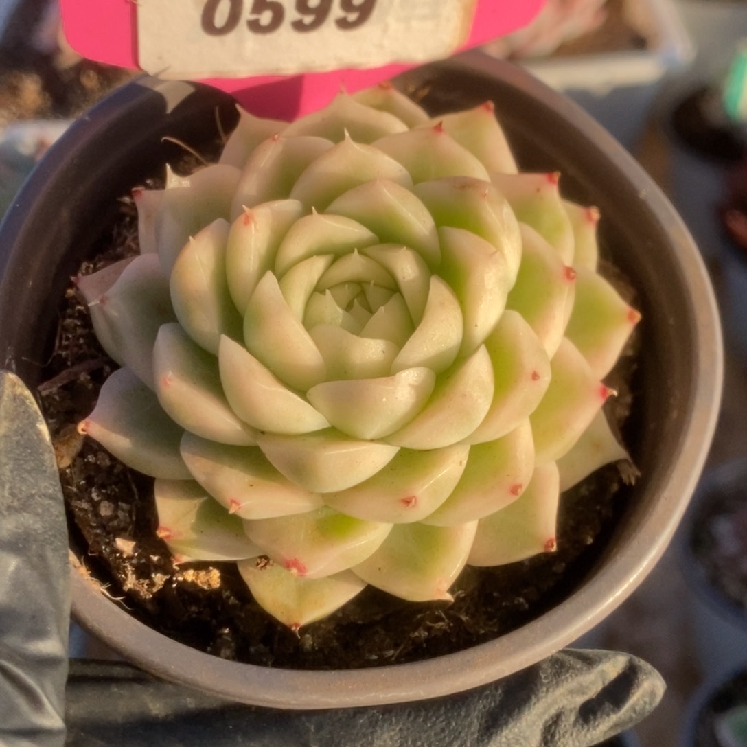 599白瓷麦杆锦锦锦锦锦